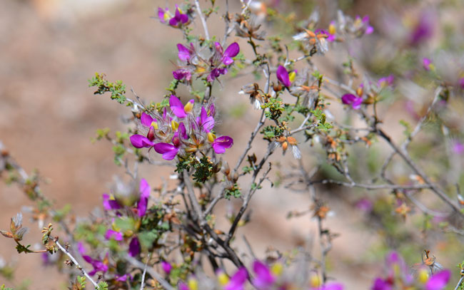 Dalea formosa, Indigobush, Southwest Desert Flora